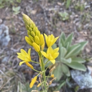 Bulbine sp. at Googong, NSW - 19 Oct 2021