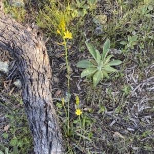 Bulbine sp. at Googong, NSW - 19 Oct 2021