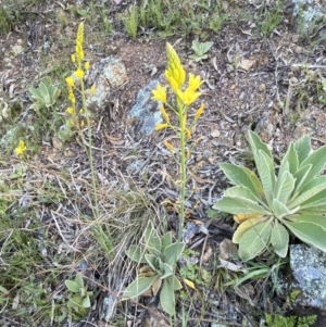 Bulbine sp. at Googong, NSW - 19 Oct 2021