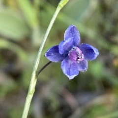 Arthropodium minus (Small Vanilla Lily) at Jerrabomberra, NSW - 19 Oct 2021 by SteveBorkowskis