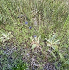 Arthropodium minus at Jerrabomberra, NSW - 19 Oct 2021