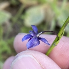 Arthropodium minus at Jerrabomberra, NSW - 19 Oct 2021