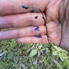 Arthropodium minus at Jerrabomberra, NSW - 19 Oct 2021