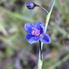 Arthropodium minus at Jerrabomberra, NSW - 19 Oct 2021