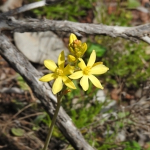 Bulbine glauca at Carwoola, NSW - 19 Oct 2021