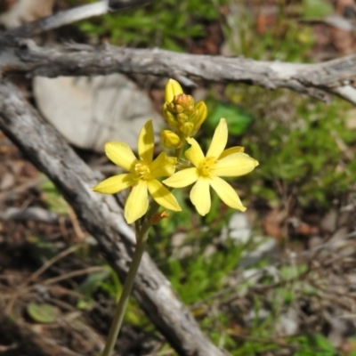 Bulbine glauca (Rock Lily) at Carwoola, NSW - 19 Oct 2021 by Liam.m