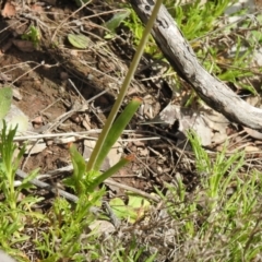 Bulbine glauca at Carwoola, NSW - suppressed