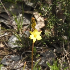 Bulbine glauca (Rock Lily) at Carwoola, NSW - 19 Oct 2021 by Liam.m