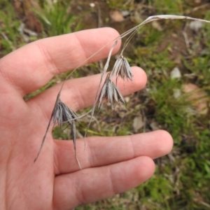 Themeda triandra at Carwoola, NSW - suppressed