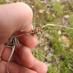 Themeda triandra at Carwoola, NSW - suppressed