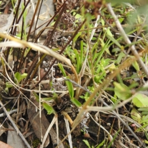 Themeda triandra at Carwoola, NSW - suppressed