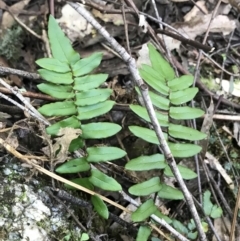 Pellaea calidirupium (Hot Rock Fern) at Paddys River, ACT - 9 Oct 2021 by Tapirlord