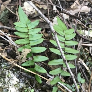 Pellaea calidirupium at Paddys River, ACT - 9 Oct 2021 03:31 PM