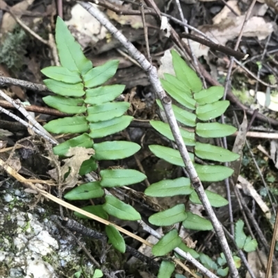 Pellaea calidirupium (Hot Rock Fern) at Paddys River, ACT - 9 Oct 2021 by Tapirlord