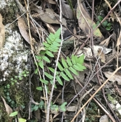 Pellaea calidirupium at Paddys River, ACT - 9 Oct 2021