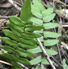 Pellaea calidirupium at Paddys River, ACT - 9 Oct 2021