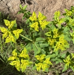 Euphorbia oblongata (Egg-leaf Spurge) at Jerrabomberra, NSW - 19 Oct 2021 by Steve_Bok