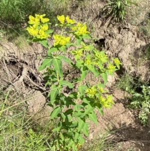 Euphorbia oblongata at Jerrabomberra, NSW - 19 Oct 2021