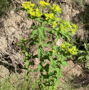 Euphorbia oblongata at Jerrabomberra, NSW - 19 Oct 2021