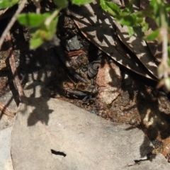 Bobilla sp. (genus) (A Small field cricket) at QPRC LGA - 19 Oct 2021 by Liam.m