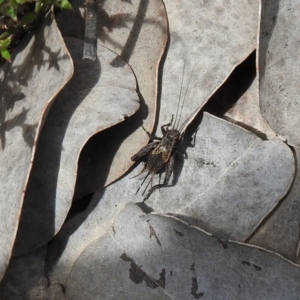 Bobilla sp. (genus) at Carwoola, NSW - 19 Oct 2021