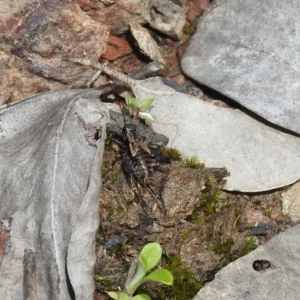 Bobilla sp. (genus) at Carwoola, NSW - 19 Oct 2021