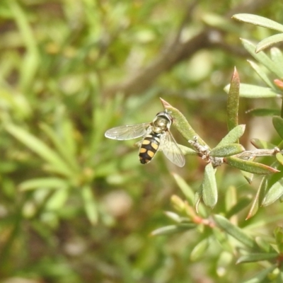 Melangyna viridiceps (Hover fly) at Carwoola, NSW - 19 Oct 2021 by Liam.m
