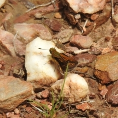 Taractrocera papyria (White-banded Grass-dart) at QPRC LGA - 19 Oct 2021 by Liam.m