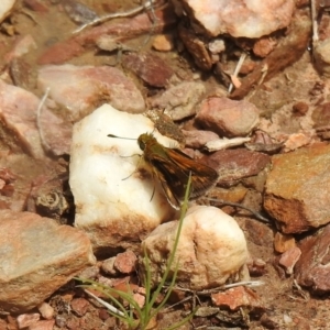 Taractrocera papyria at Carwoola, NSW - 19 Oct 2021