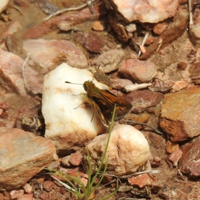 Taractrocera papyria (White-banded Grass-dart) at QPRC LGA - 19 Oct 2021 by Liam.m