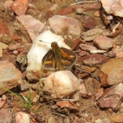 Taractrocera papyria at Carwoola, NSW - 19 Oct 2021