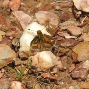 Taractrocera papyria at Carwoola, NSW - 19 Oct 2021