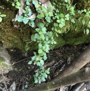 Australina pusilla subsp. muelleri at Paddys River, ACT - 9 Oct 2021