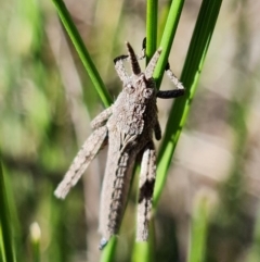 Coryphistes ruricola (Bark-mimicking Grasshopper) at Stromlo, ACT - 18 Oct 2021 by RobG1