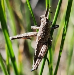 Coryphistes ruricola at Stromlo, ACT - 19 Oct 2021