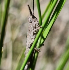 Coryphistes ruricola at Stromlo, ACT - 19 Oct 2021