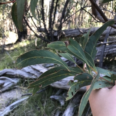 Acacia falciformis (Broad-leaved Hickory) at Paddys River, ACT - 9 Oct 2021 by Tapirlord