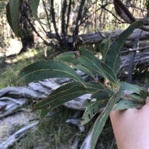 Acacia falciformis at Paddys River, ACT - 9 Oct 2021