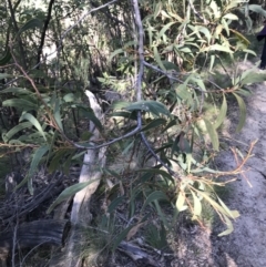 Acacia falciformis at Paddys River, ACT - 9 Oct 2021