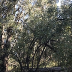 Acacia falciformis at Paddys River, ACT - 9 Oct 2021