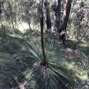 Xanthorrhoea glauca subsp. angustifolia at Paddys River, ACT - suppressed