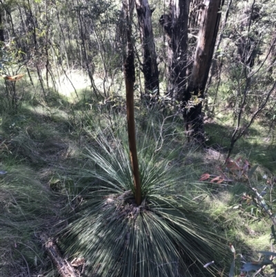 Xanthorrhoea glauca subsp. angustifolia (Grey Grass-tree) at Tidbinbilla Nature Reserve - 9 Oct 2021 by Tapirlord