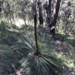 Xanthorrhoea glauca subsp. angustifolia (Grey Grass-tree) at Paddys River, ACT - 9 Oct 2021 by Tapirlord