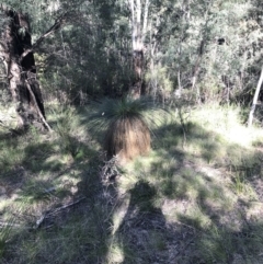 Xanthorrhoea glauca subsp. angustifolia at Paddys River, ACT - 9 Oct 2021