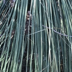 Xanthorrhoea glauca subsp. angustifolia at Paddys River, ACT - 9 Oct 2021