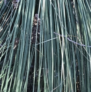 Xanthorrhoea glauca subsp. angustifolia at Paddys River, ACT - suppressed