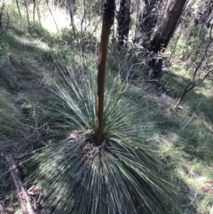 Xanthorrhoea glauca subsp. angustifolia at Paddys River, ACT - 9 Oct 2021
