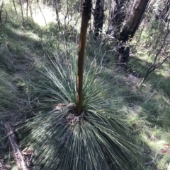 Xanthorrhoea glauca subsp. angustifolia at Paddys River, ACT - suppressed