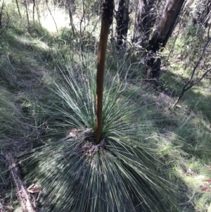 Xanthorrhoea glauca subsp. angustifolia at Paddys River, ACT - suppressed