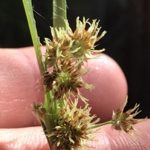 Luzula flaccida at Paddys River, ACT - 9 Oct 2021 03:49 PM